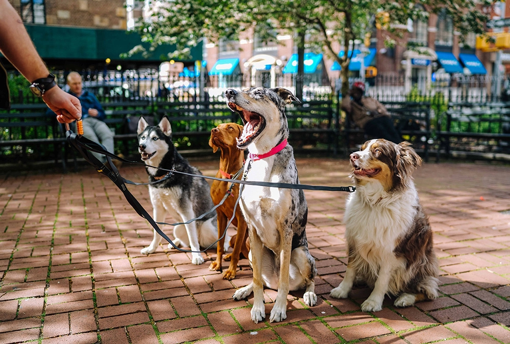 A group of dogs sitting on top of a brick walkway.