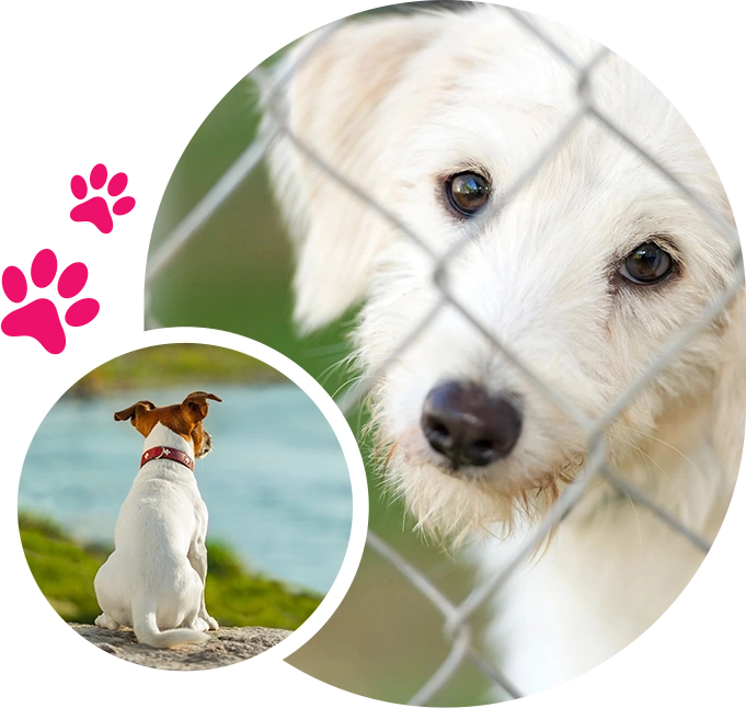 A dog sitting in front of a chain link fence.