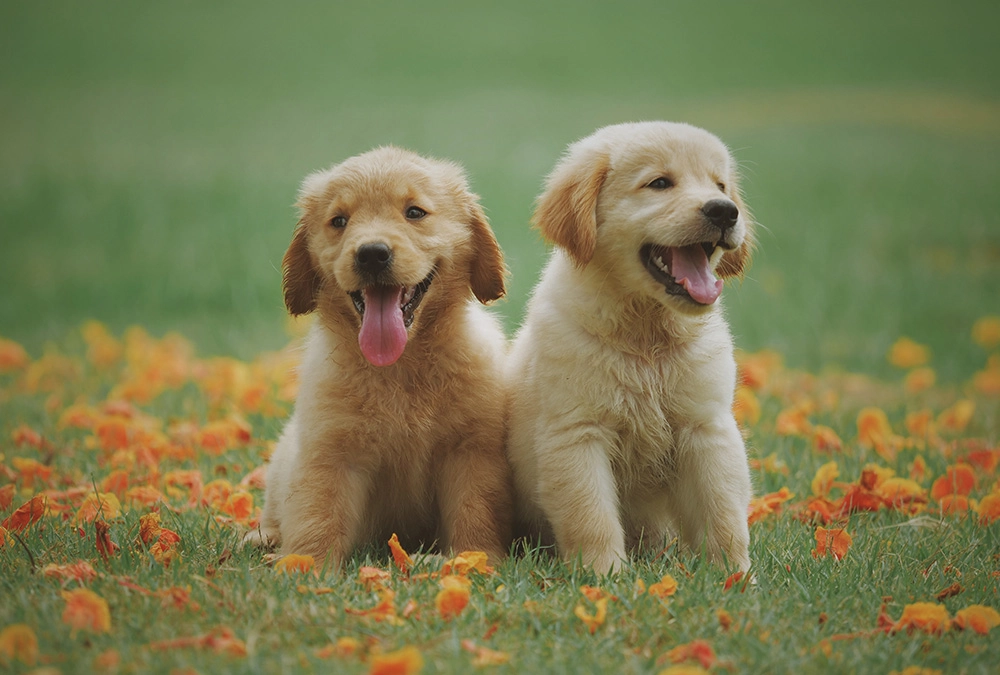 Two puppies sitting in the grass with their mouths open.