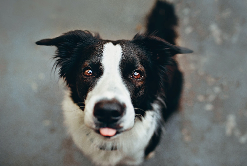 A black and white dog with its tongue hanging out.