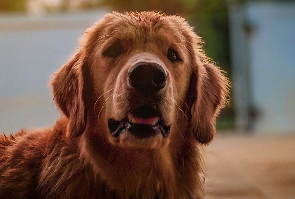 A close up of a dog 's face with water on it