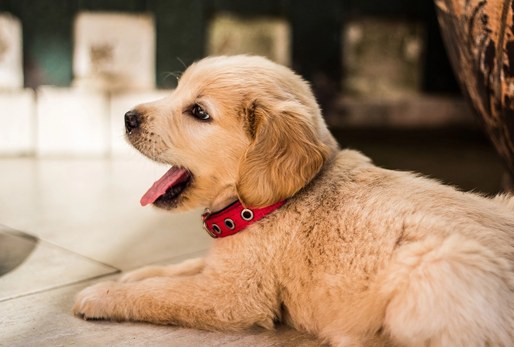 A dog that is laying down on the floor.