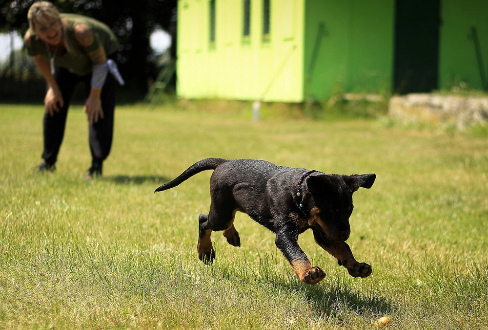 A dog running in the grass with its owner.