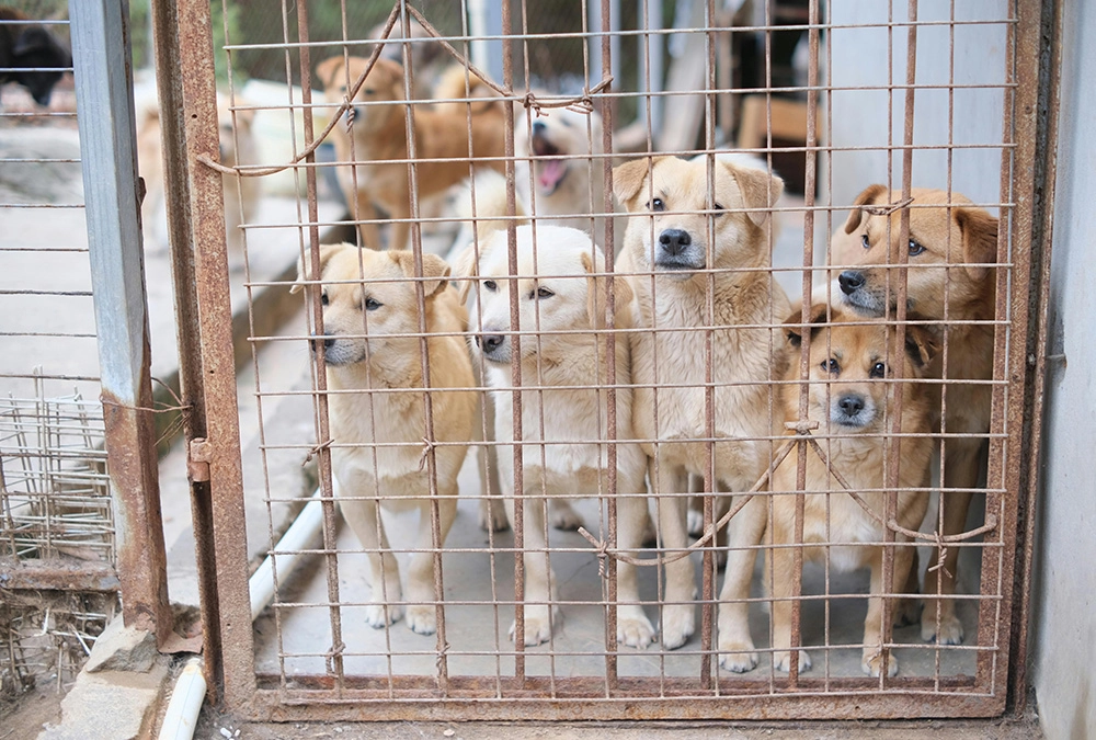 A group of dogs in a cage with one dog barking.