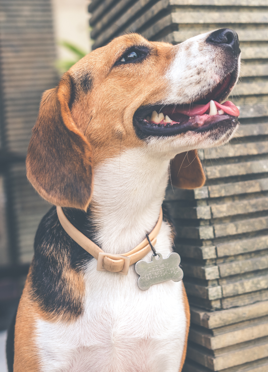 A dog with a collar and tag on its neck.