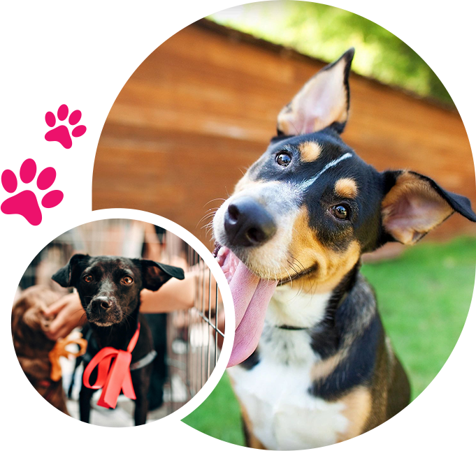 A dog with its tongue hanging out and a picture of it's face