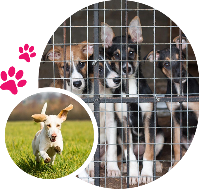 A group of dogs in cages with a picture of the same dog running.