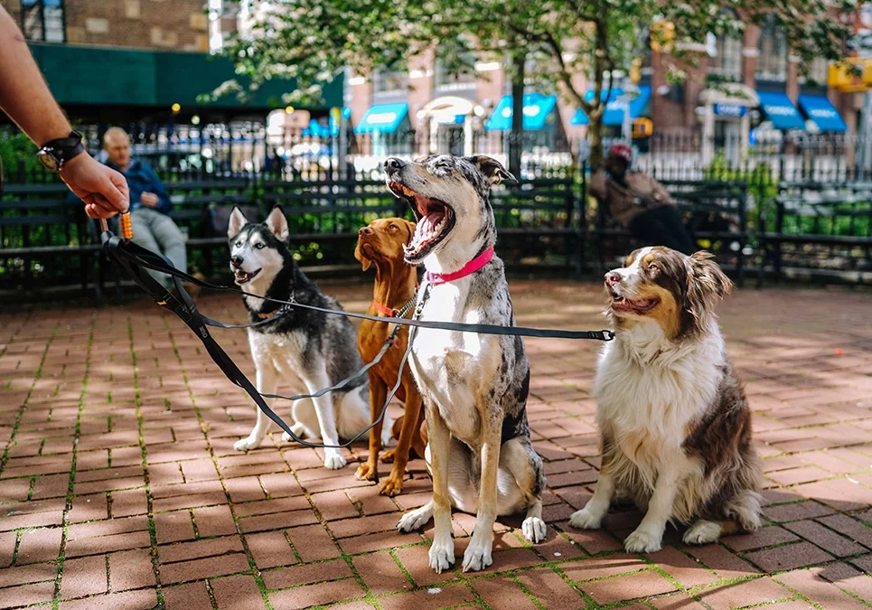 A group of dogs sitting on top of a brick walkway.