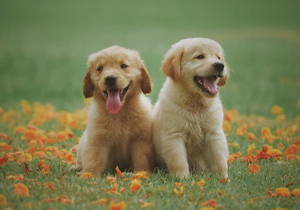 Two puppies sitting in the grass with their mouths open.