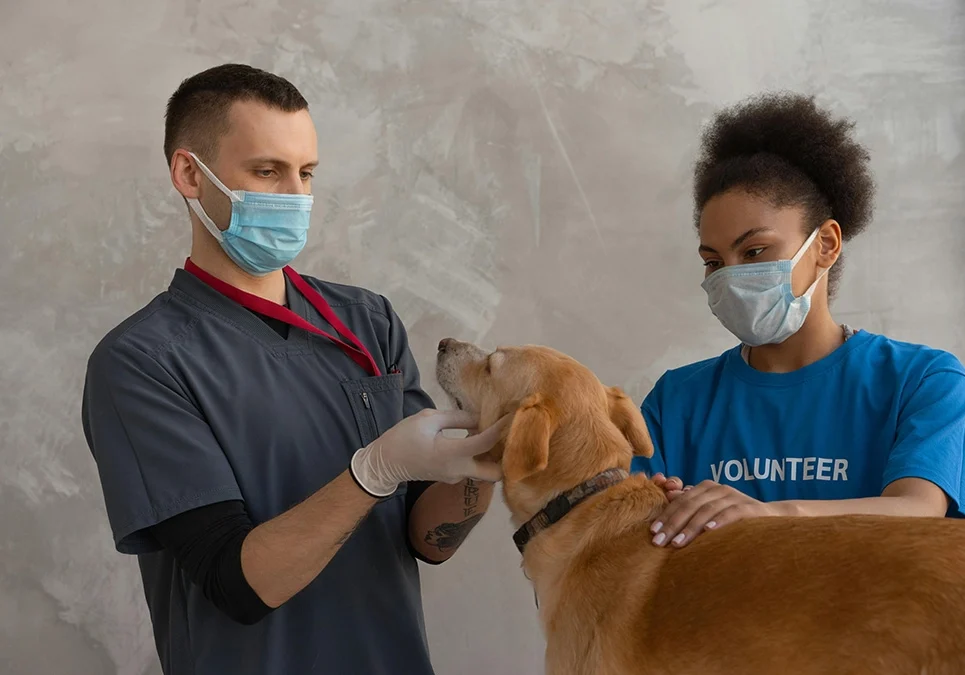 Two people wearing masks and gloves petting a dog.