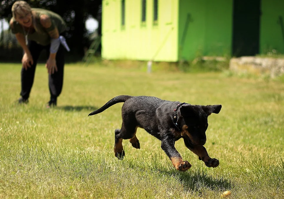 A dog running in the grass with its owner.