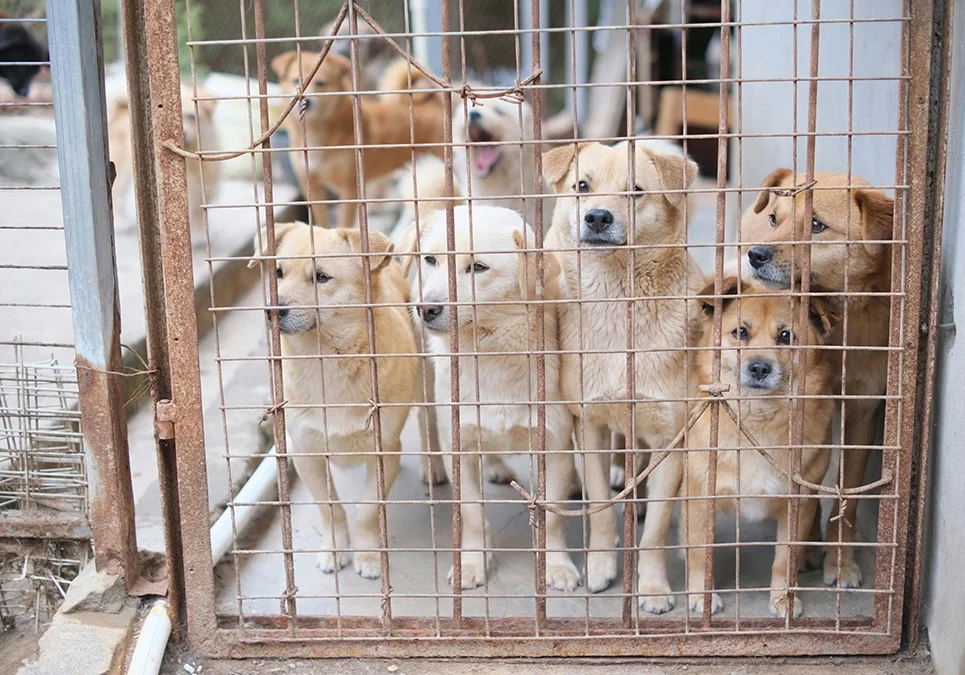 A group of dogs in a cage with one dog barking.